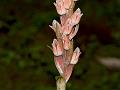 Leafy Goodyera